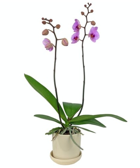 This lush tropical orchid will delight a plant lover.