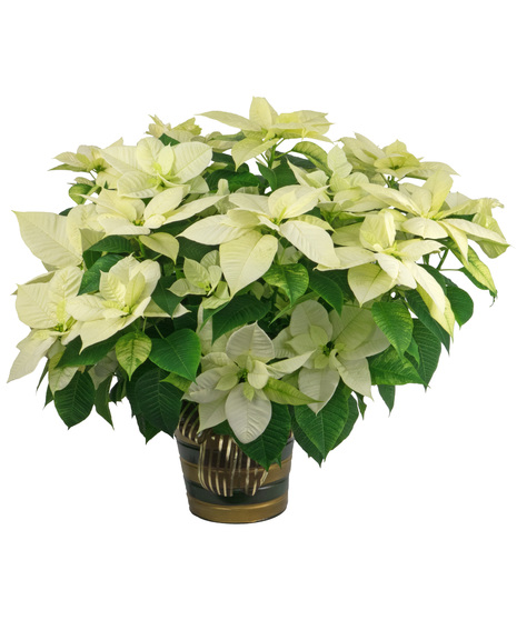 White Poinsettia