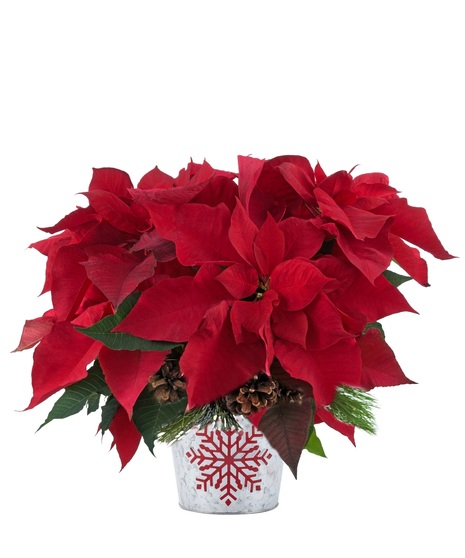 Happy Holidays Poinsettia