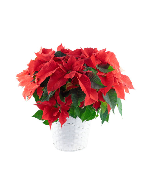 Poinsettia Basket