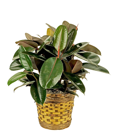 Rubber Plant with Butterflies