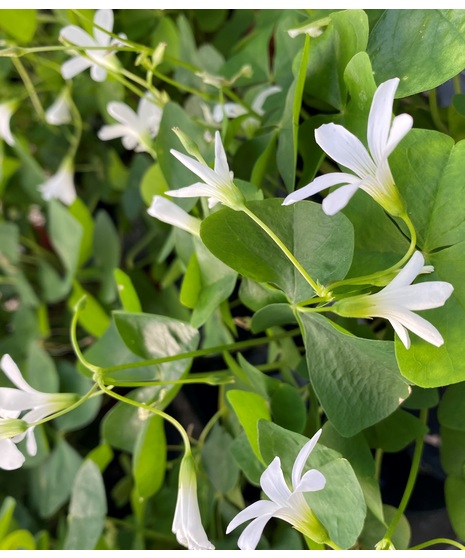 Green Plants