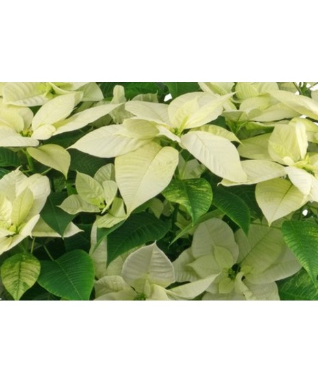 Choose a white poinsettia to be delivered today for the holidays.