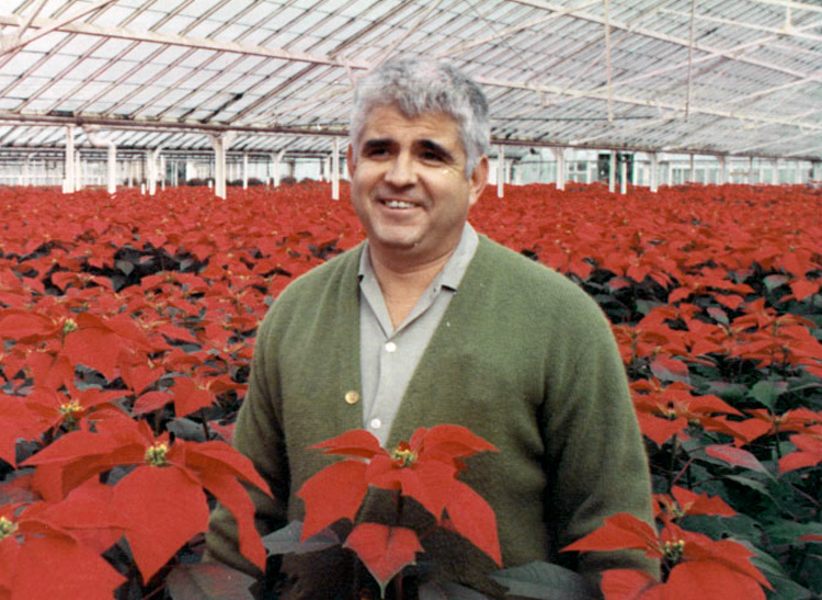 Al poses amid a field of poinsettias, circa 1980